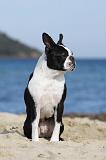 BOSTON TERRIER 330